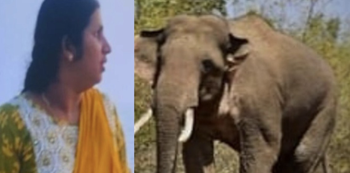 മേപ്പാടിയില്‍ കാട്ടാന ആക്രമണത്തില്‍ വീട്ടമ്മ മരിച്ചു.